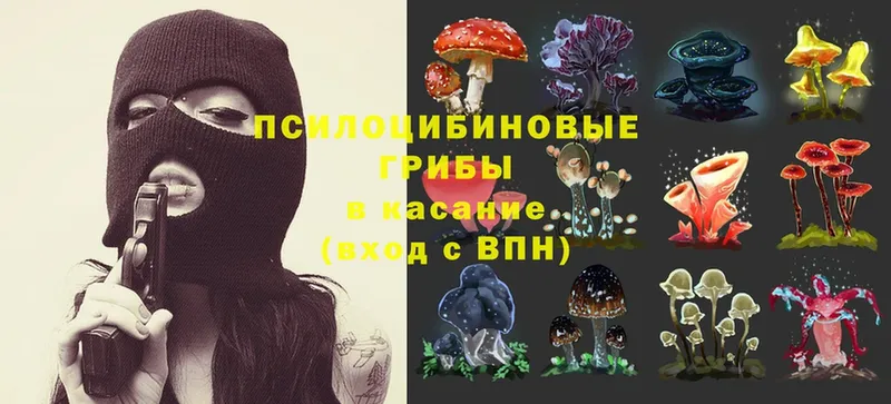 Галлюциногенные грибы Psilocybine cubensis  Ивангород 